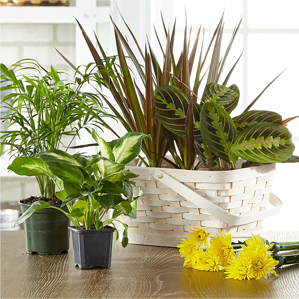 Florist Designed Blooming and Green Plants in a Basket – Millennial Florist, Hartsdale NY