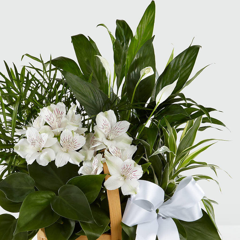 Peace & Serenity Dishgarden – Millennial Florist, Hartsdale NY