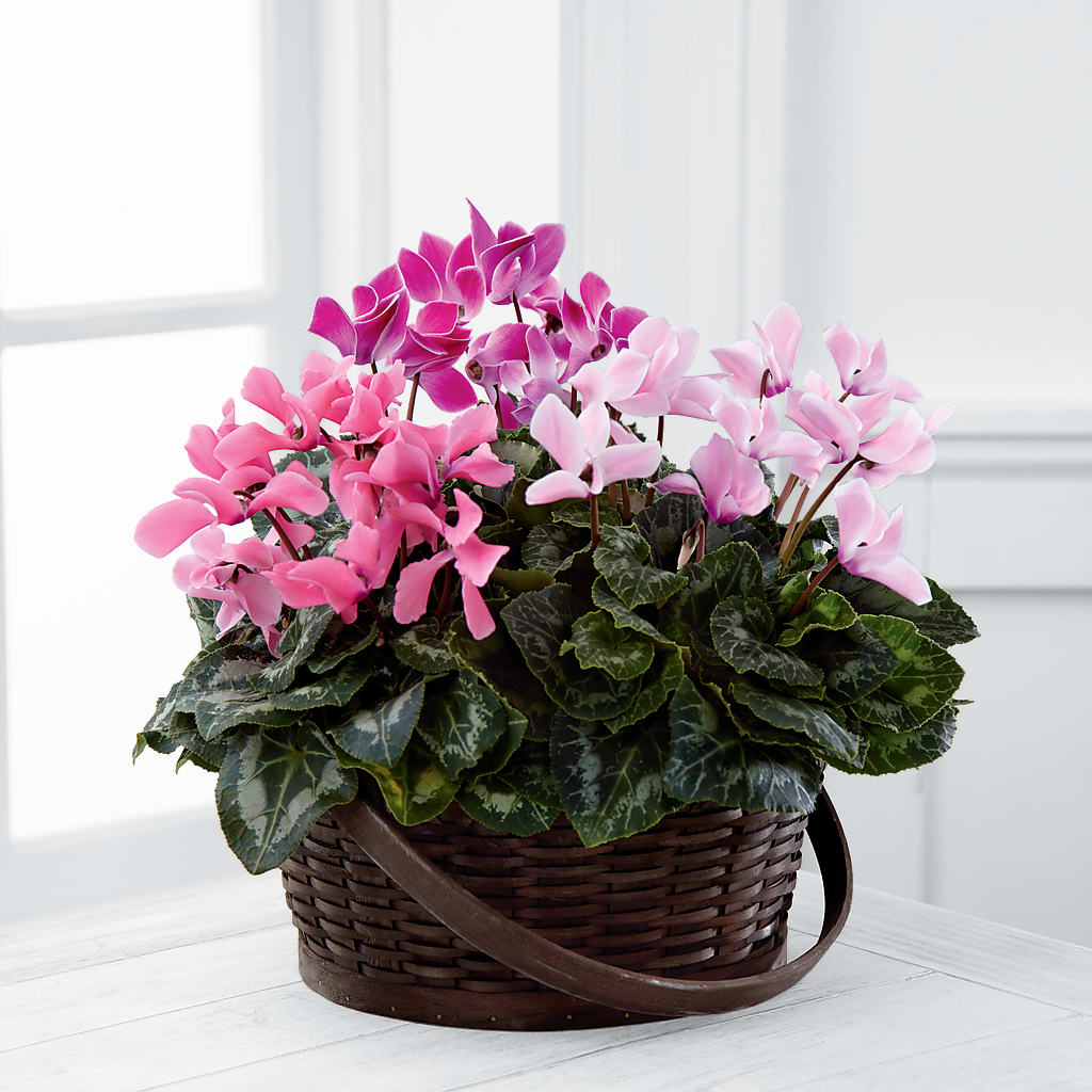 Mixed Cyclamen Planter – Millennial Florist, Hartsdale NY