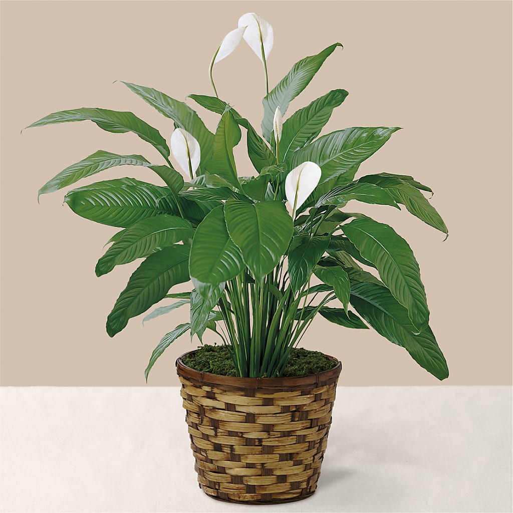Tranquil Moments Peace Lily Plant – Millennial Florist, Hartsdale NY