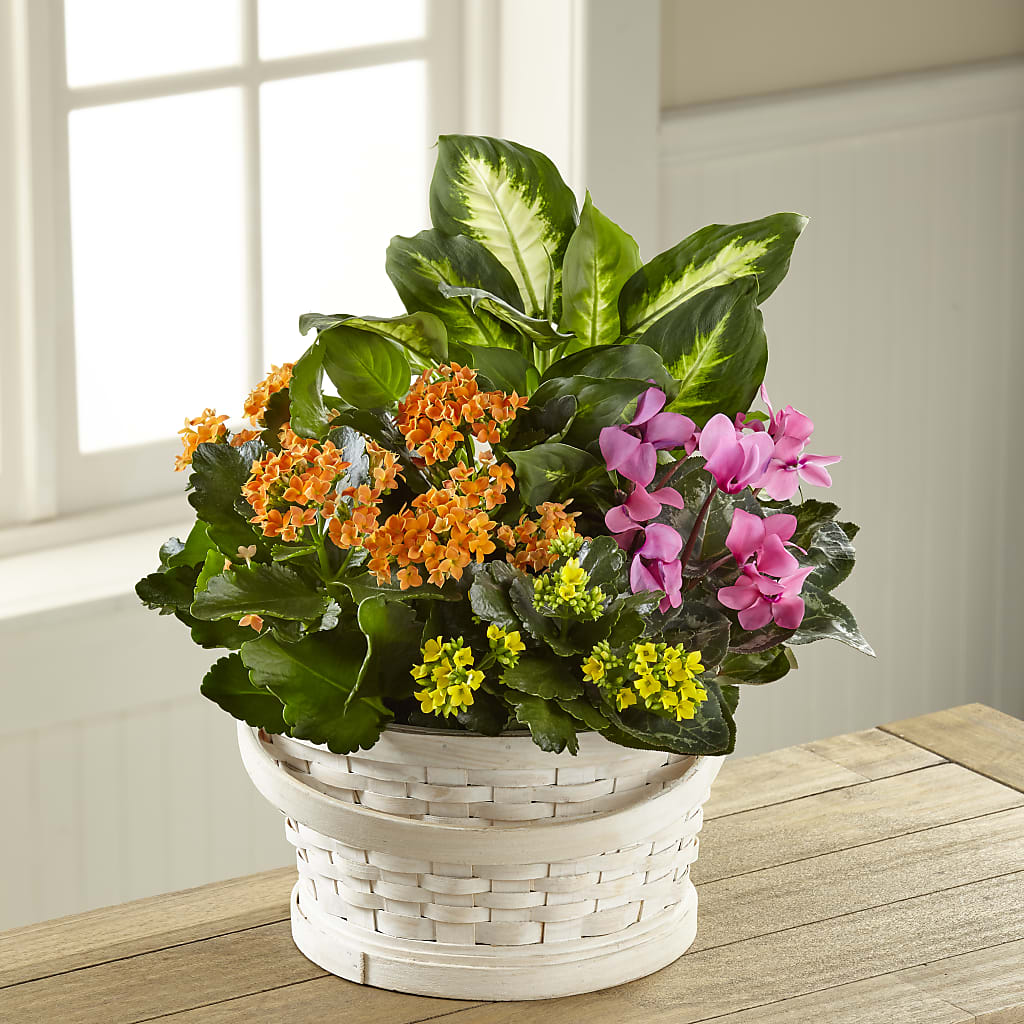 Color Crush Dishgarden – Millennial Florist, Hartsdale NY