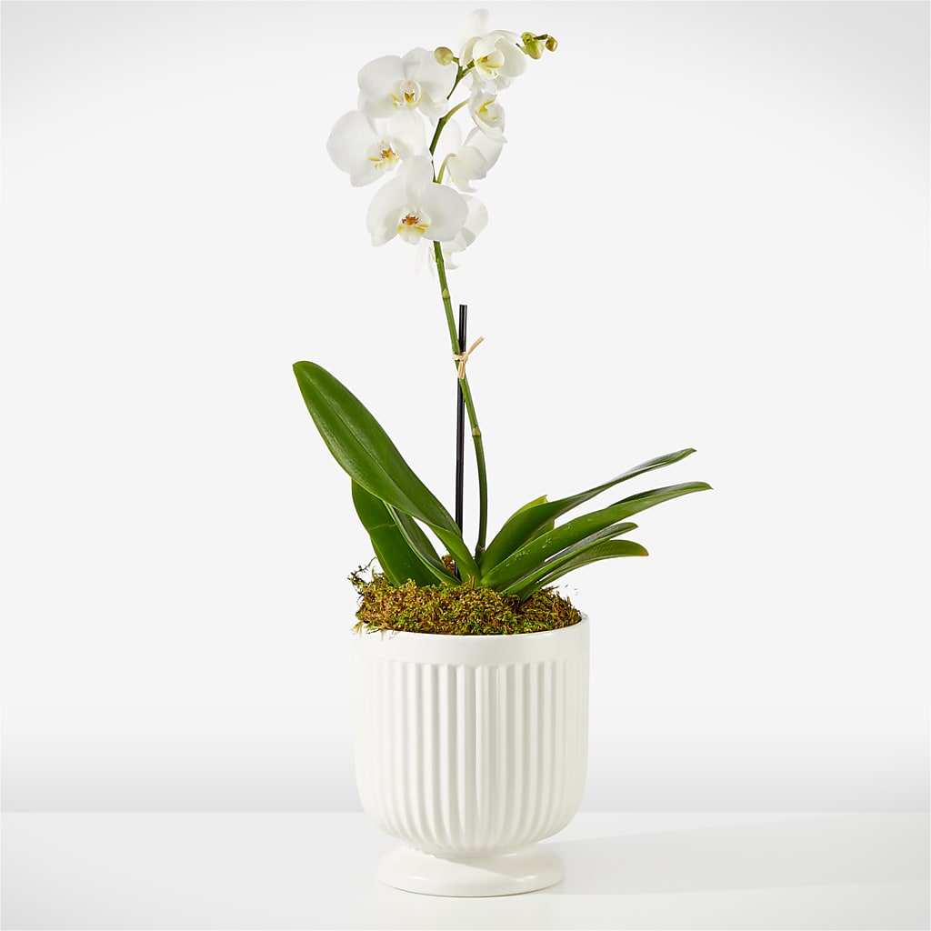 Whispering White Orchid – Millennial Florist, Hartsdale NY