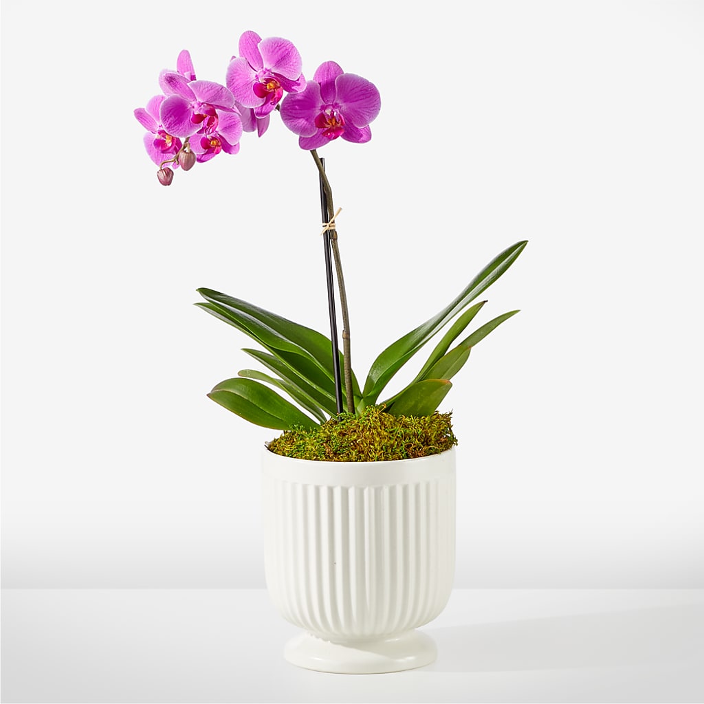 Friendly Fuchsia Orchid – Millennial Florist, Hartsdale NY