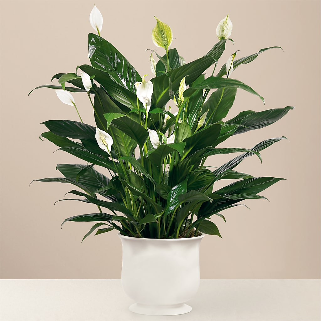 Comfort Planter – Millennial Florist, Hartsdale NY
