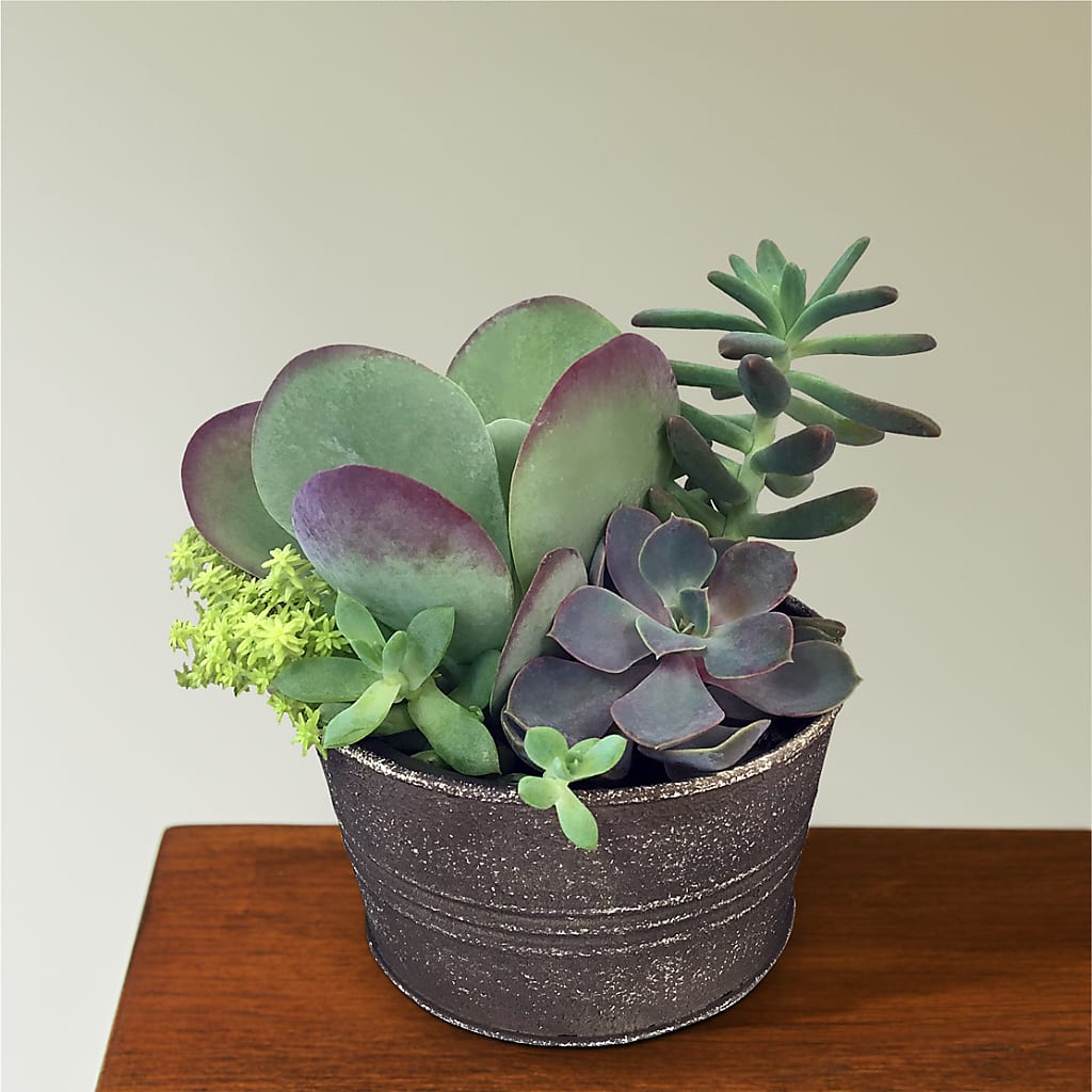 Lush Succulent Garden – Millennial Florist, Hartsdale NY