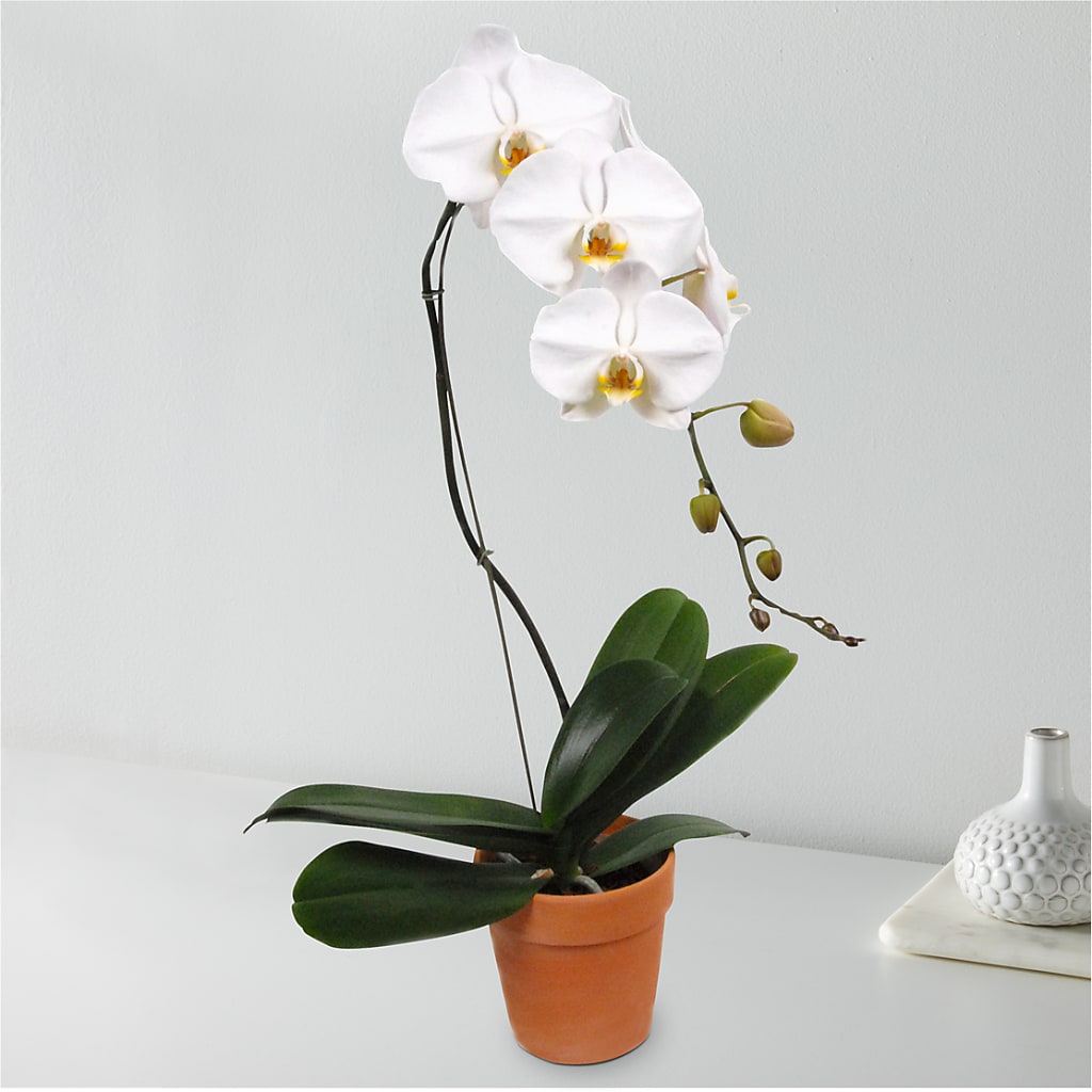 White Cascading Orchid – Millennial Florist, Hartsdale NY