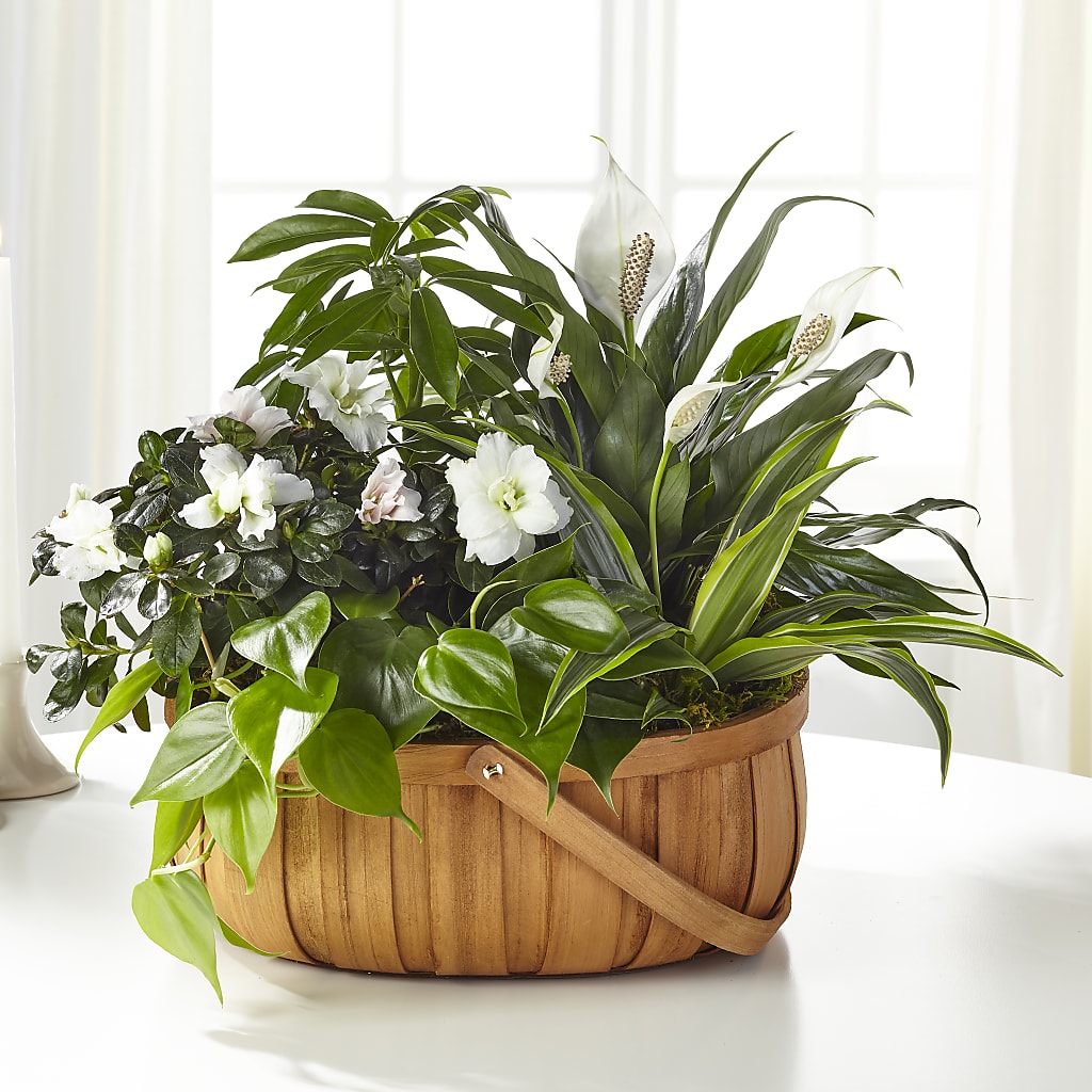 Serene Dishgarden – Millennial Florist, Hartsdale NY