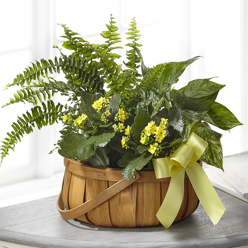 Always Dear Dishgarden – Millennial Florist, Hartsdale NY
