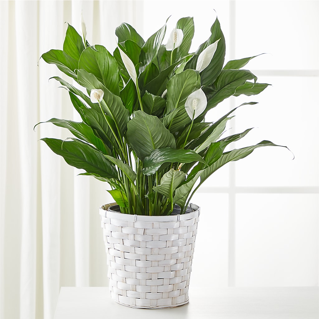 A New Leaf Peace Lily – Millennial Florist, Hartsdale NY