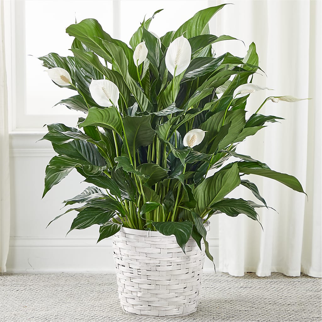 A New Leaf Peace Lily – Millennial Florist, Hartsdale NY