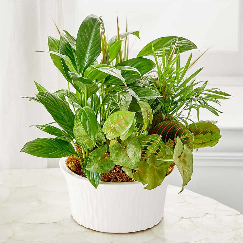 Balance & Harmony Dishgarden – Millennial Florist, Hartsdale NY