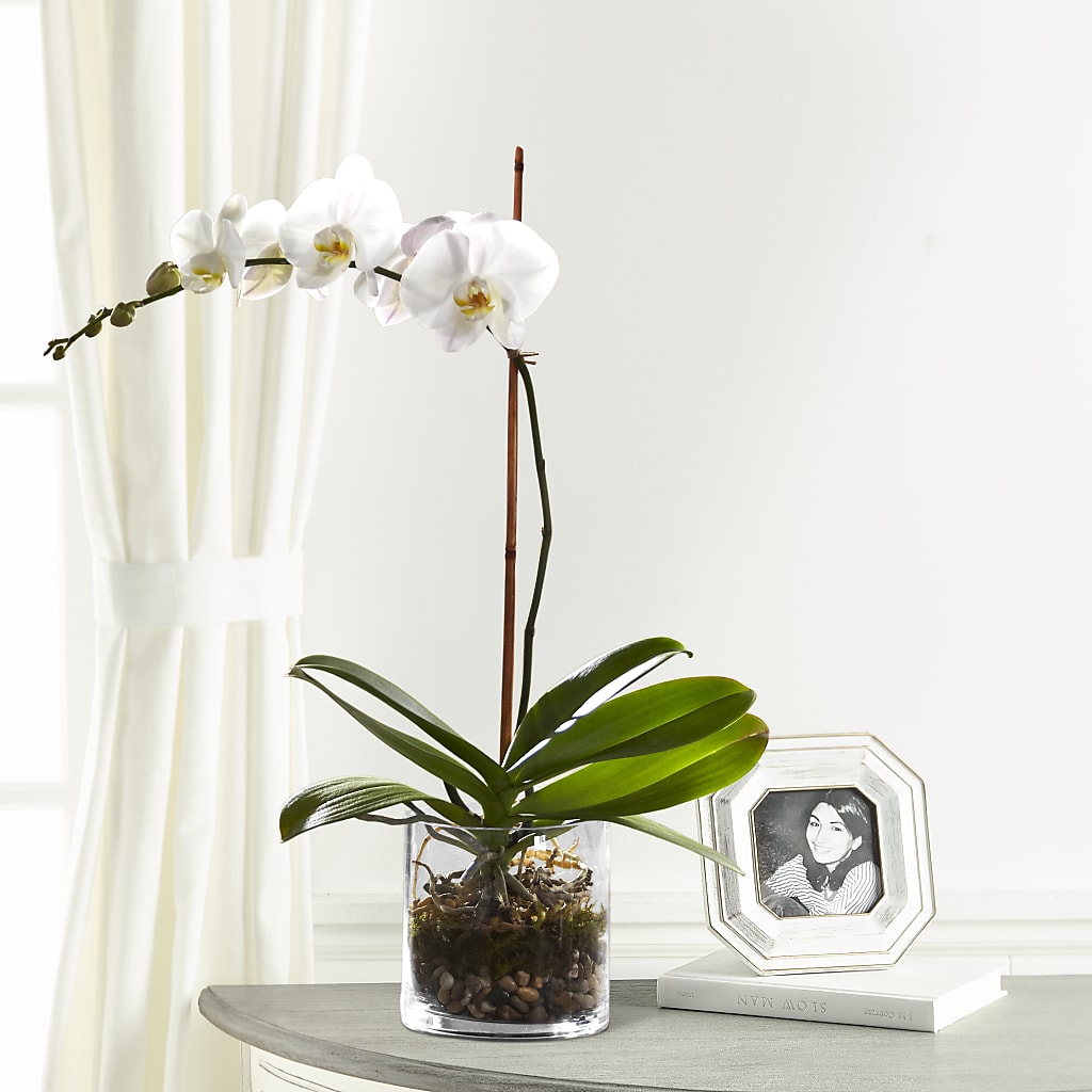 White Orchid Planter – Millennial Florist, Hartsdale NY