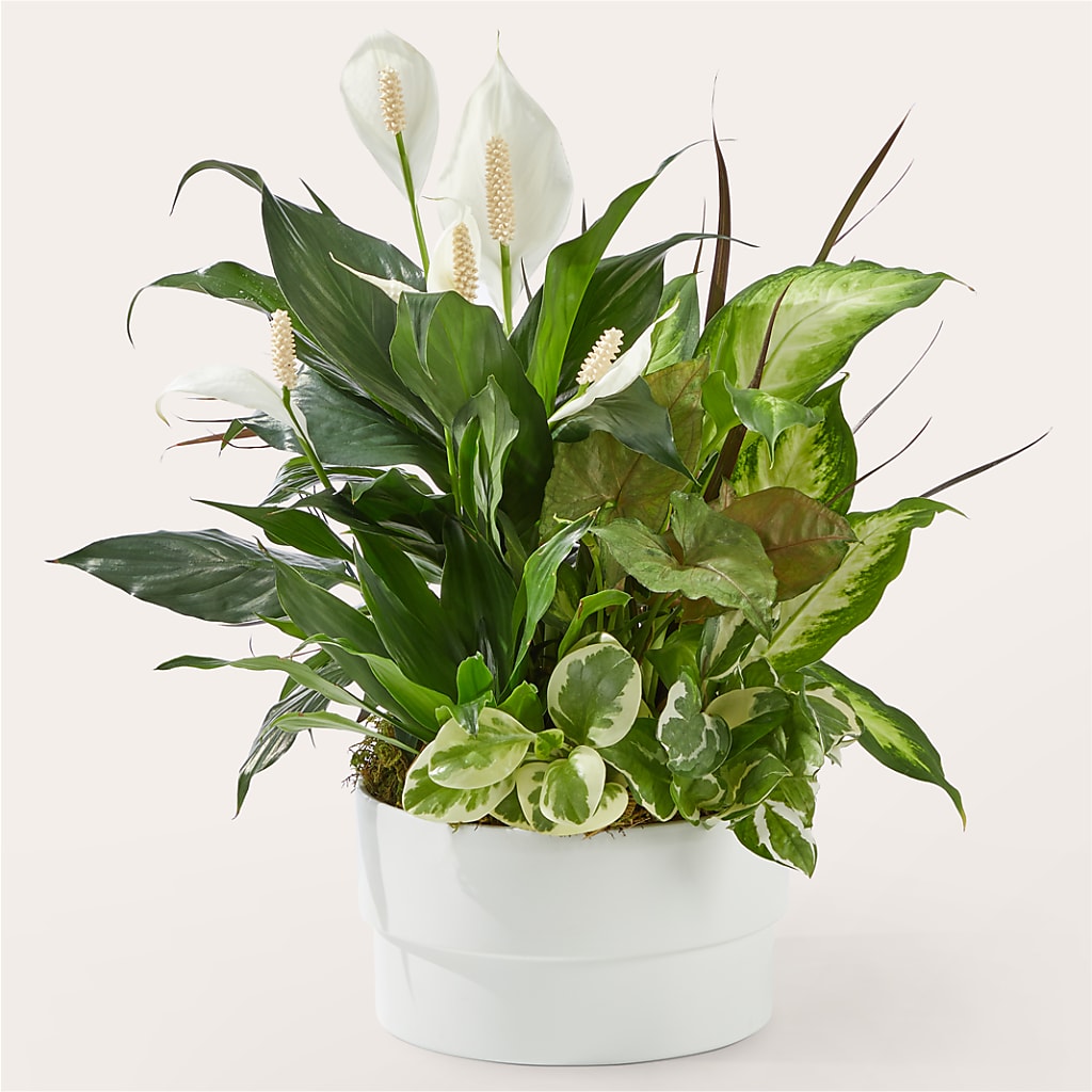 Radiating Positivity Dishgarden – Millennial Florist, Hartsdale NY