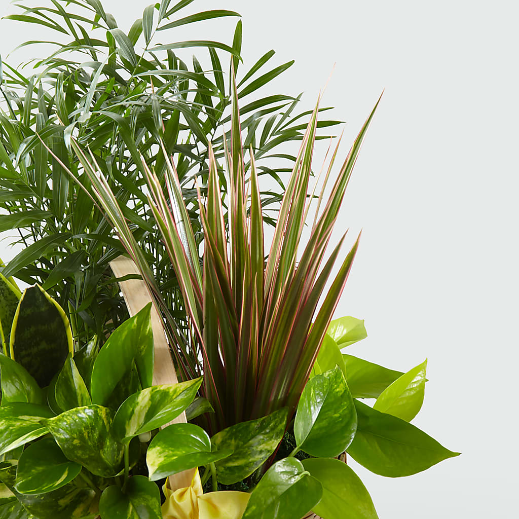 French Garden –  Millennial Florist, Hartsdale NY
