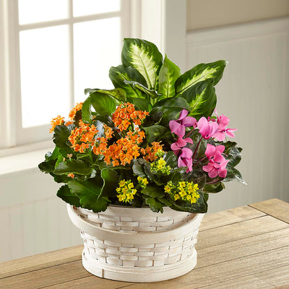 Color Crush Dishgarden –  Millennial Florist, Hartsdale NY