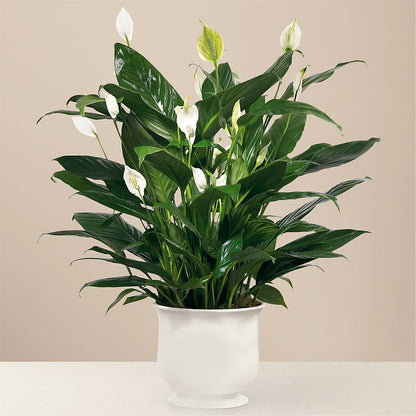 Comfort Planter –  Millennial Florist, Hartsdale NY