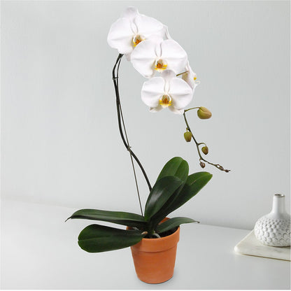 White Cascading Orchid –  Millennial Florist, Hartsdale NY