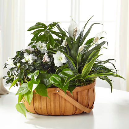 Serene Dishgarden –  Millennial Florist, Hartsdale NY