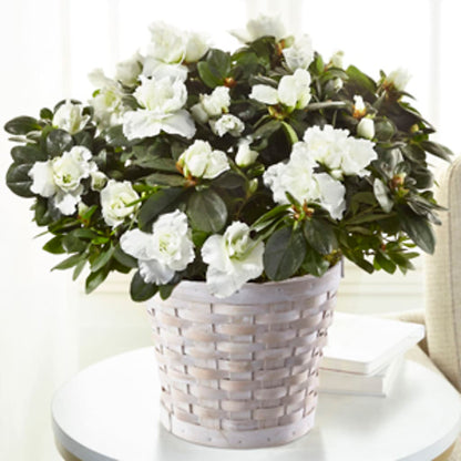 White Azalea Plant –  Millennial Florist, Hartsdale NY