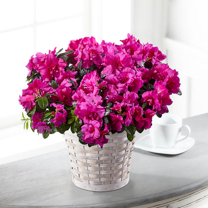 Hope & Serenity Azalea Plant –  Millennial Florist, Hartsdale NY