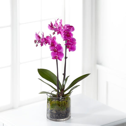 Pink Orchid Plant –  Millennial Florist, Hartsdale NY