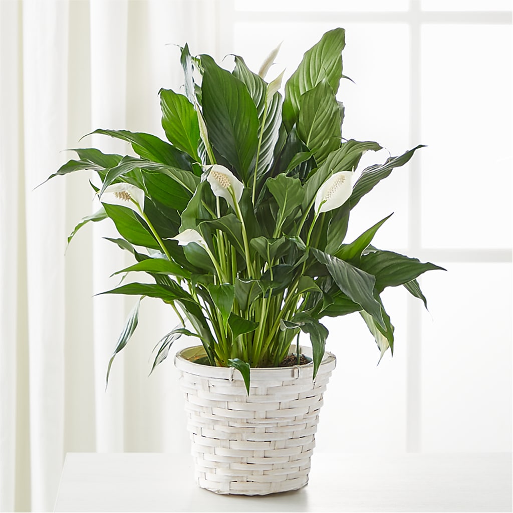A New Leaf Peace Lily –  Millennial Florist, Hartsdale NY