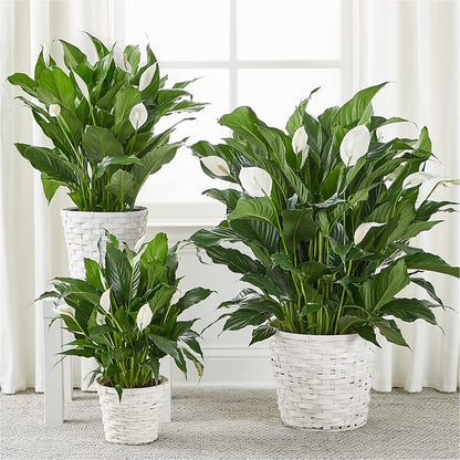 A New Leaf Peace Lily –  Millennial Florist, Hartsdale NY