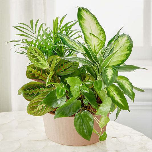 Balance & Harmony Dishgarden –  Millennial Florist, Hartsdale NY