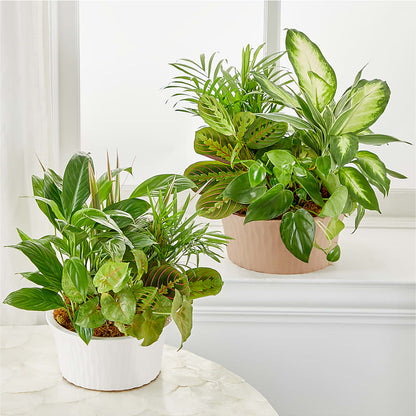 Balance & Harmony Dishgarden –  Millennial Florist, Hartsdale NY