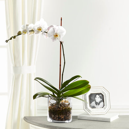 White Orchid Planter –  Millennial Florist, Hartsdale NY