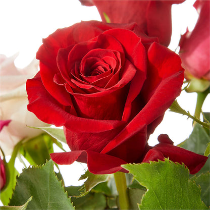 Love Notes Rose Bouquet –  Millennial Florist, Hartsdale NY