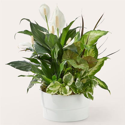 Radiating Positivity Dishgarden –  Millennial Florist, Hartsdale NY